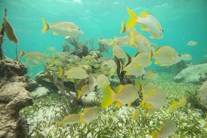 Experience Guided Snorkeling in Costa Maya - Timing matters for a cruise stop