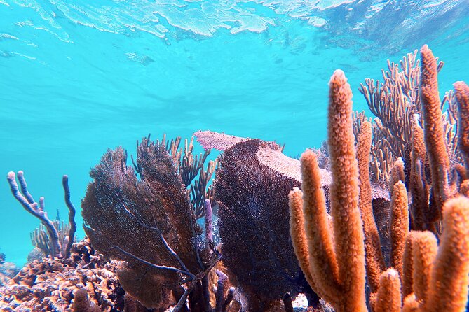 Experience Guided Snorkeling in Costa Maya - Weather, water temperature, and comfort