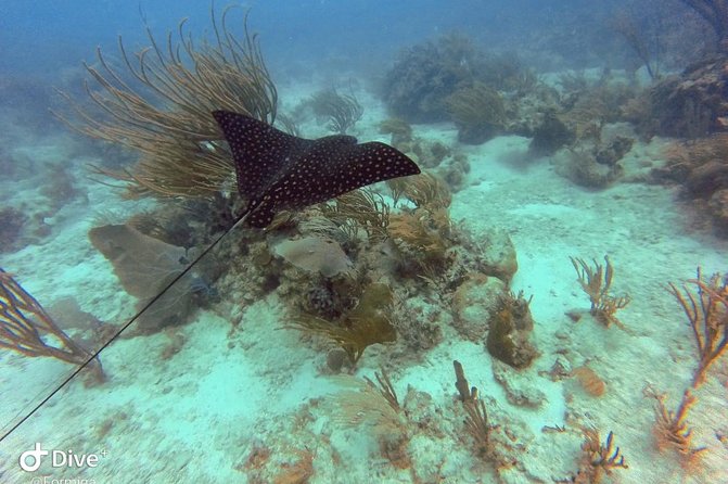 Fajardo Afternoon Snorkeling Adventure Tour - Who should book this Fajardo outing