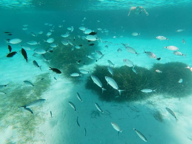Favignana and Levanzo Island: Swim, Snorkeling and Lunch - What the price really includes