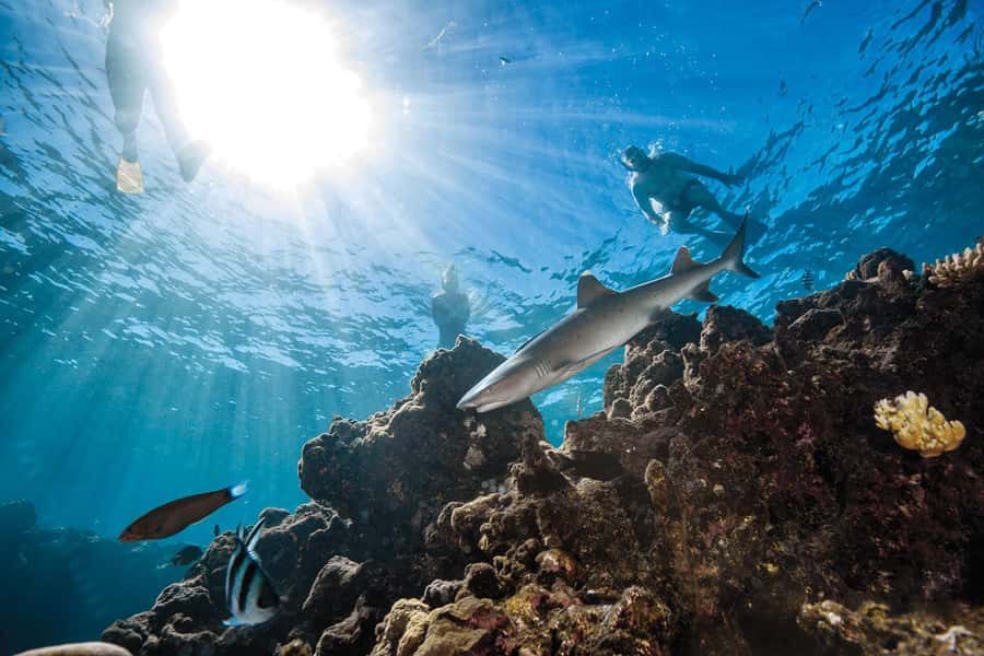 Fiji: Ultimate Encounters Snorkel with Sharks and Lunch - Key points to know before booking