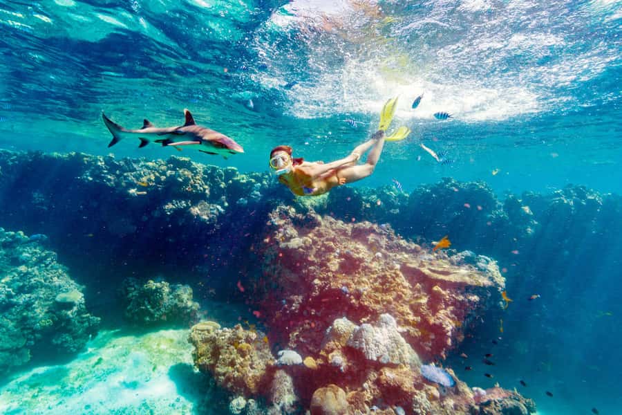 Fiji: Ultimate Encounters Snorkel with Sharks and Lunch - The day begins at Port Denarau