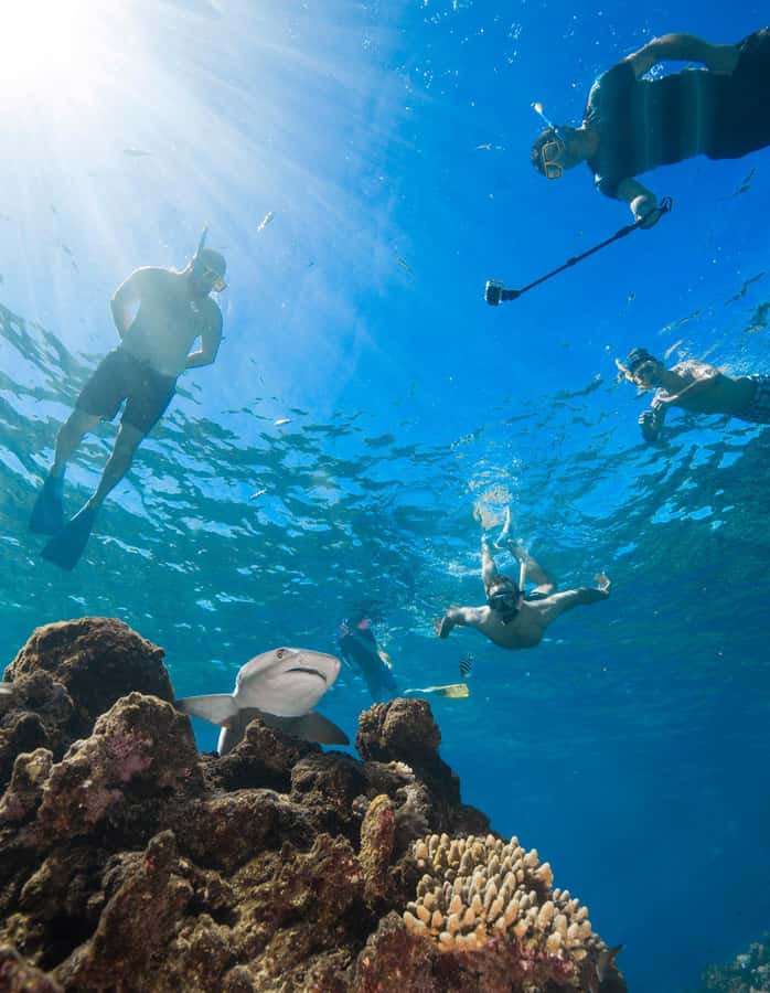 Fiji: Ultimate Encounters Snorkel with Sharks and Lunch - Should you book the Kuata shark snorkel?