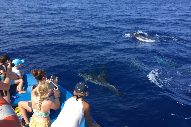 Fishing, Snorkelling & Dolphin Boat Tour - Looking for Dolphins and Whales