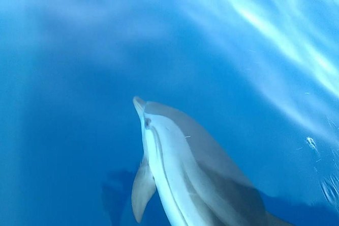 Fishing, Snorkelling & Dolphin Boat Tour - Is $78.44 a Fair Price?