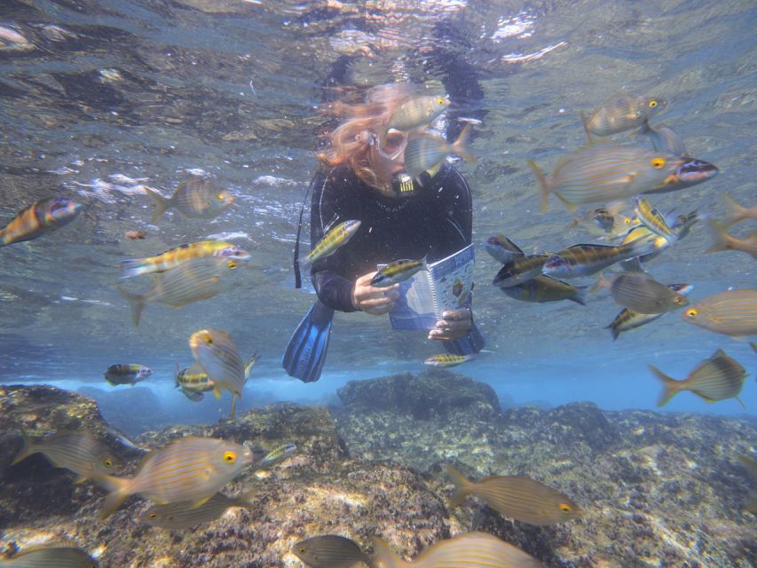 Flamingo Beach: Guided SUP and Snorkeling experience - Snorkeling with fish explained by name