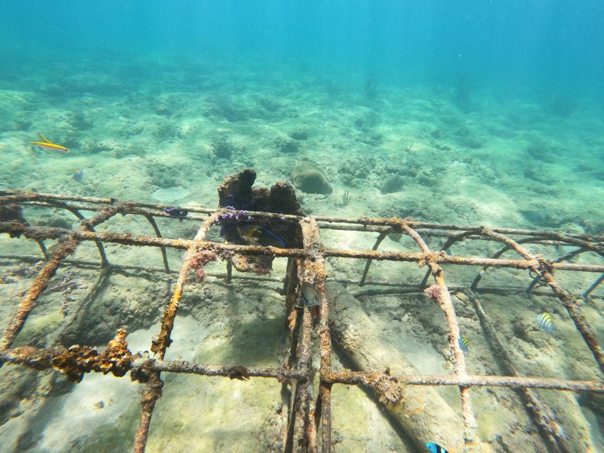 Fort Lauderdale: Guided Snorkeling Reef Tour and Lesson - Key points at a glance