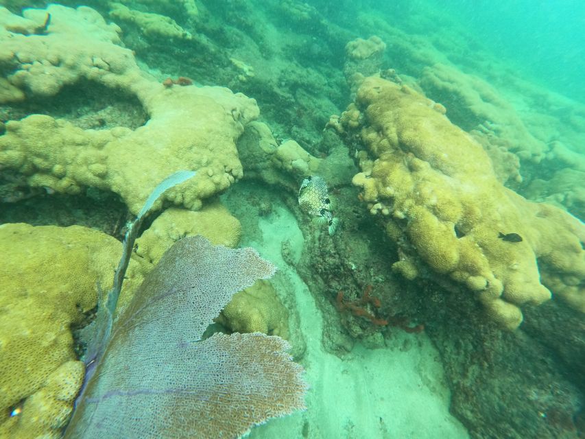 Fort Lauderdale: Guided Snorkeling Reef Tour and Lesson - Practical ways to make the swim easier