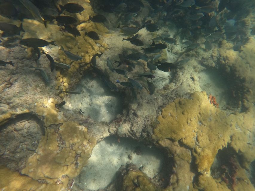 Fort Lauderdale: Guided Snorkeling Reef Tour and Lesson - Meeting the gold van at the beach portal