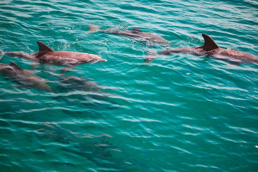 Fort Walton Beach: Morning Dolphin Cruise with Snorkel Stop - Key points to know before you go