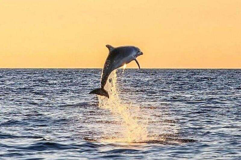 Fort Walton: Dolphin Discovery and Snorkeling Cruise - Key points at a glance