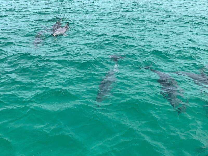 Fort Walton: Dolphin Discovery and Snorkeling Cruise - A crew that keeps the outing easy to follow
