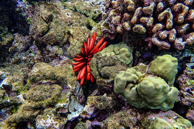 Four Winds Molokini Snorkeling Tour from Maalaea Harbor - Lunch, drinks, and the value of $202.59