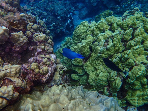 Four Winds Molokini Snorkeling Tour from Maalaea Harbor - A helpful crew for first-time snorkelers