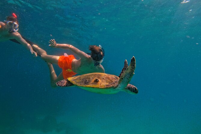 From Abu Dhabi: Snorkeling with Turtles in Fujairah with BBQ - Key points at a glance