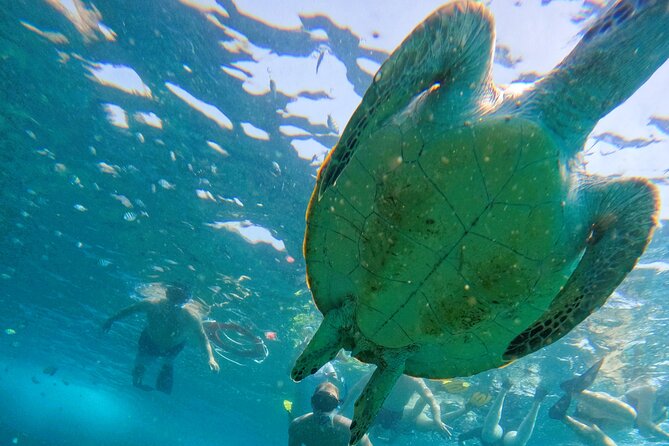 From Abu Dhabi: Snorkeling with Turtles in Fujairah with BBQ - Why the turtles make this Fujairah trip special