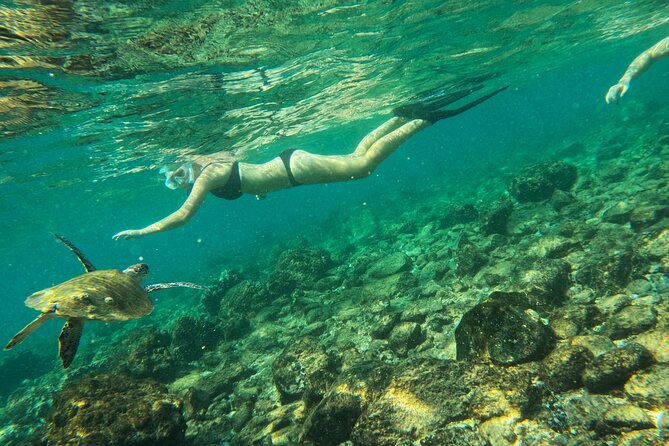 From Abu Dhabi: Snorkeling with Turtles in Fujairah with BBQ - Sharm Rocks and the second chance for turtles