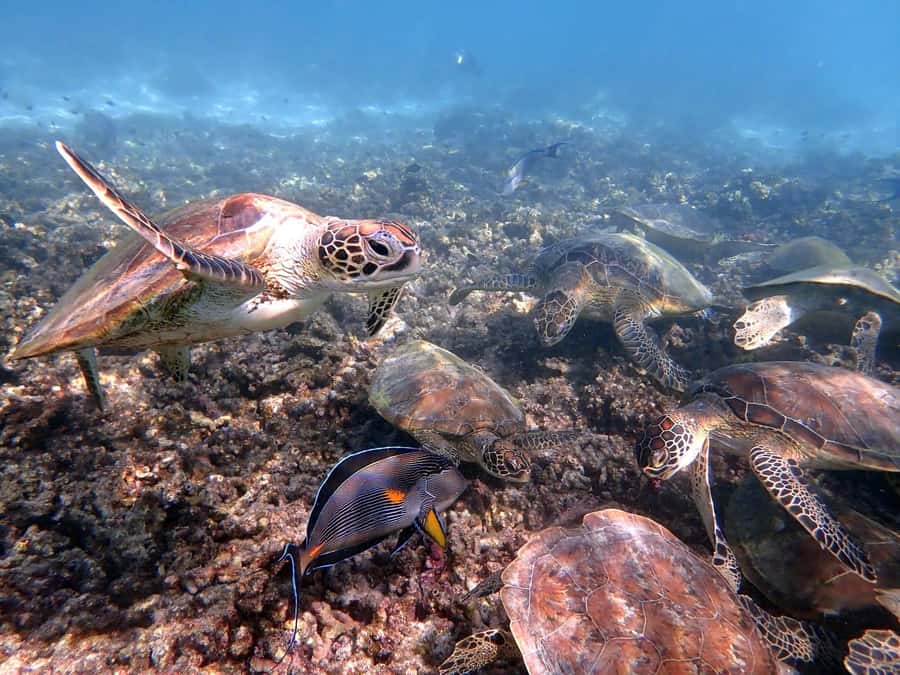 From Al-Seeb: Dimaniyat Islands Boat Trip with Snorkeling - From Al-Seeb Port to the Dimaniyat Islands