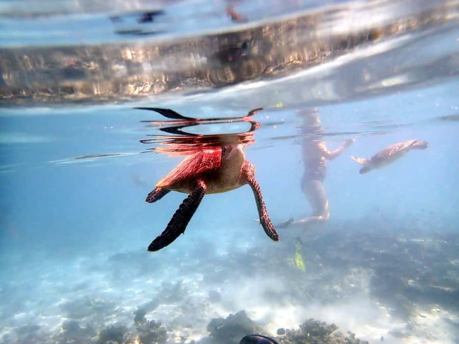 From Al-Seeb: Dimaniyat Islands Boat Trip with Snorkeling - Turtle City delivers the clearest promise