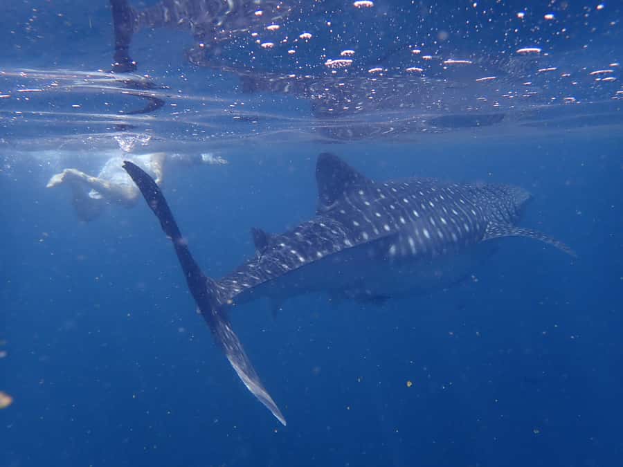 From Al-Seeb: Dimaniyat Islands Boat Trip with Snorkeling - Who should book this boat trip?