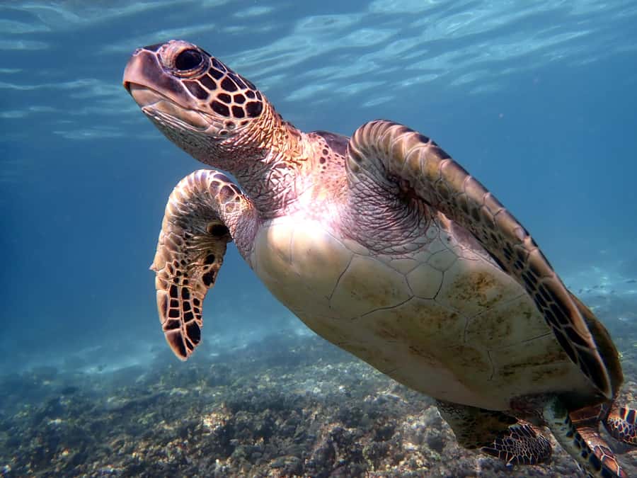 From Al-Seeb: Dimaniyat Islands Boat Trip with Snorkeling - The safety briefing makes the first swim easier