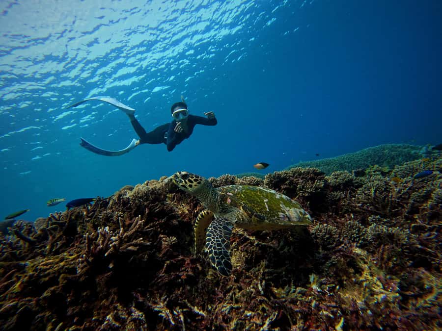From Bali: 3 Snorkeling Spots Tour to Lembongan and Penida - Timing, transport, and the real cost