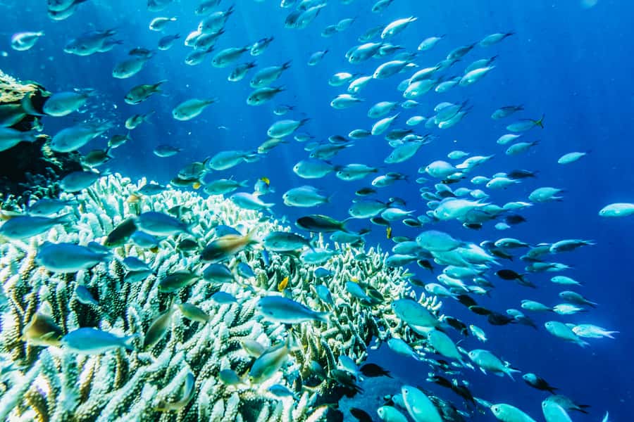 From Bali: 3 Snorkeling Spots Tour to Lembongan and Penida - Gamat Bay: a strong start for coral and fish