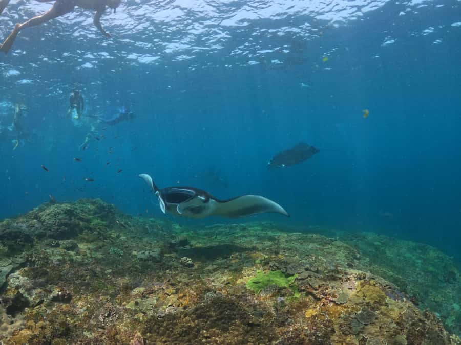 From Bali: 3 Snorkeling Spots Tour to Lembongan and Penida - Mangrove Point: the calmer reef stop