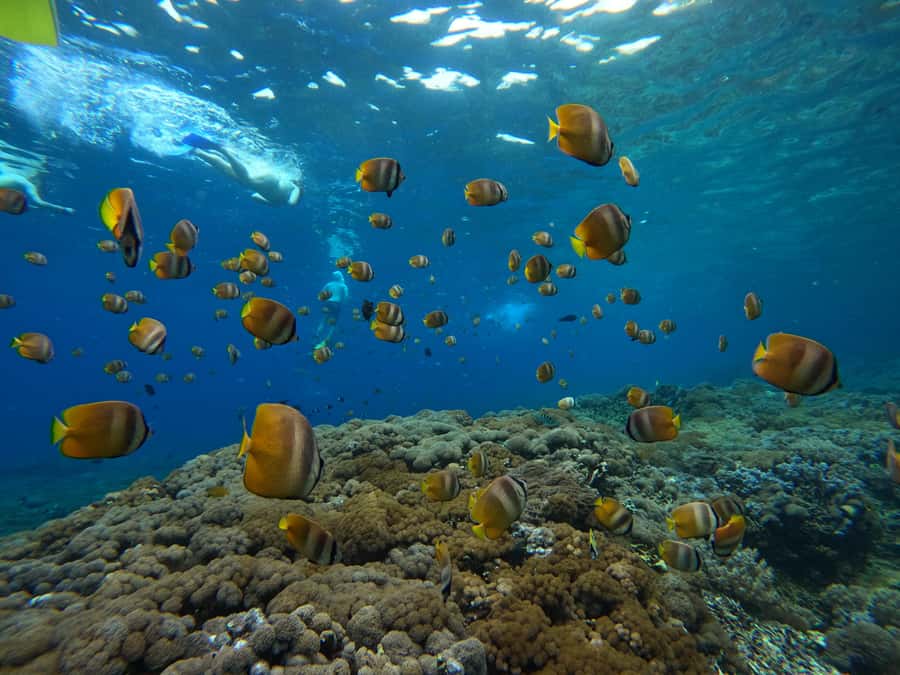 From Bali: 3 Snorkeling Spots Tour to Lembongan and Penida - Safety, guides, and who should book