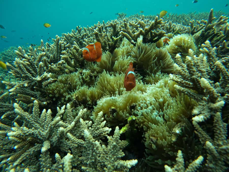 From Bali: Half Day Snorkeling 3 Spots to Lembongan & Penida - Who should book this snorkeling trip