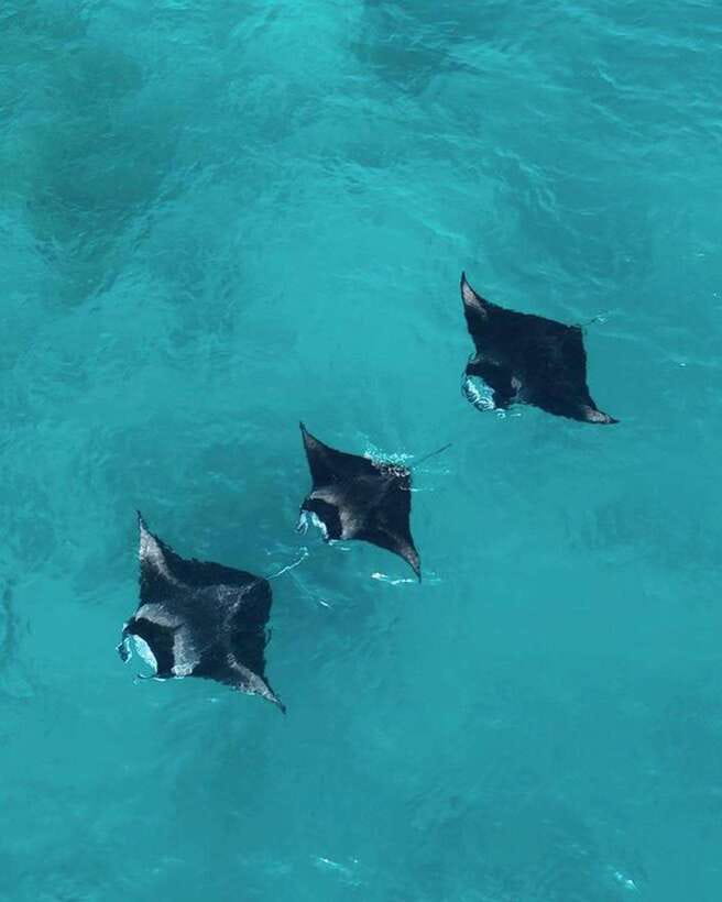 From Bali: Nusa Penida Day Tour & Snorkeling - Snorkeling around four Nusa Penida sites