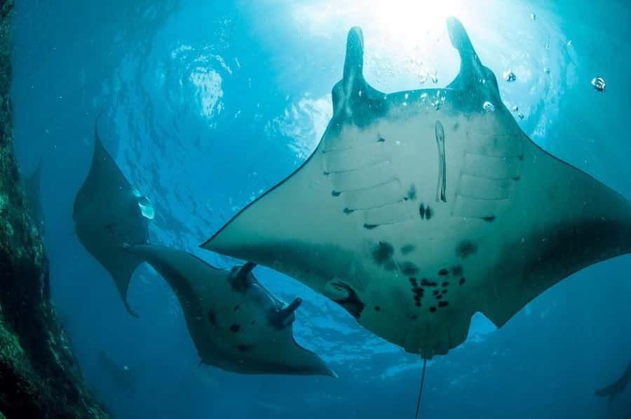 From Bali: Nusa Penida Full Day Private Snorkeling Tour - How good is the $85 value?