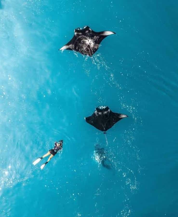 From Bali: Nusa Penida Private Snorkeling and Land Tour - Key points to know before booking