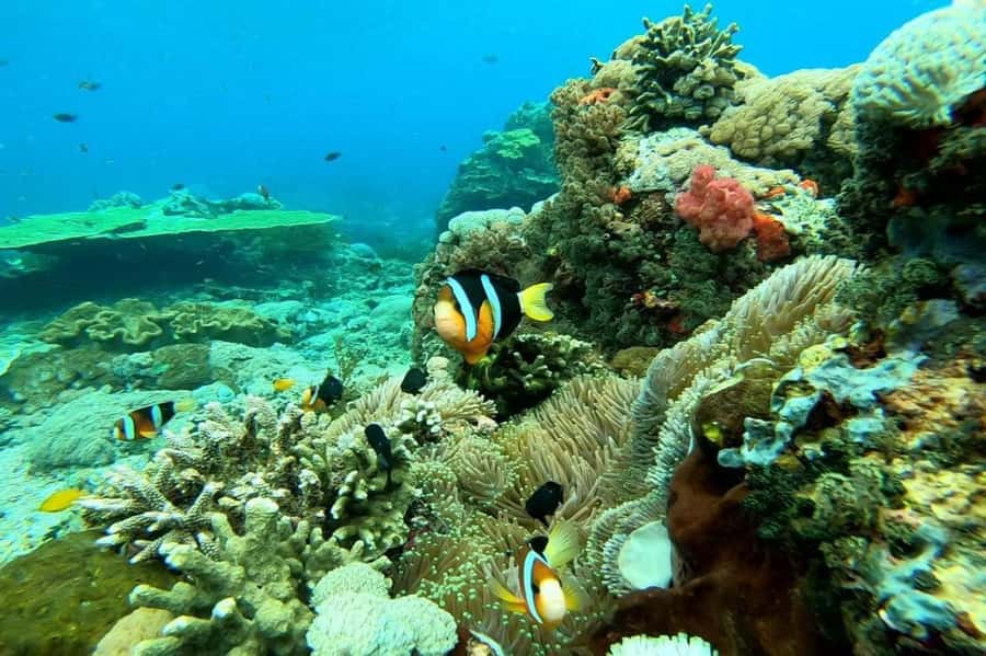 From Bali: Nusa Penida Private Snorkeling and Land Tour - Who should book this Nusa Penida day trip?