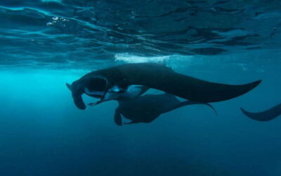 From Bali: Nusa Penida Private Snorkeling Tour with Lunch