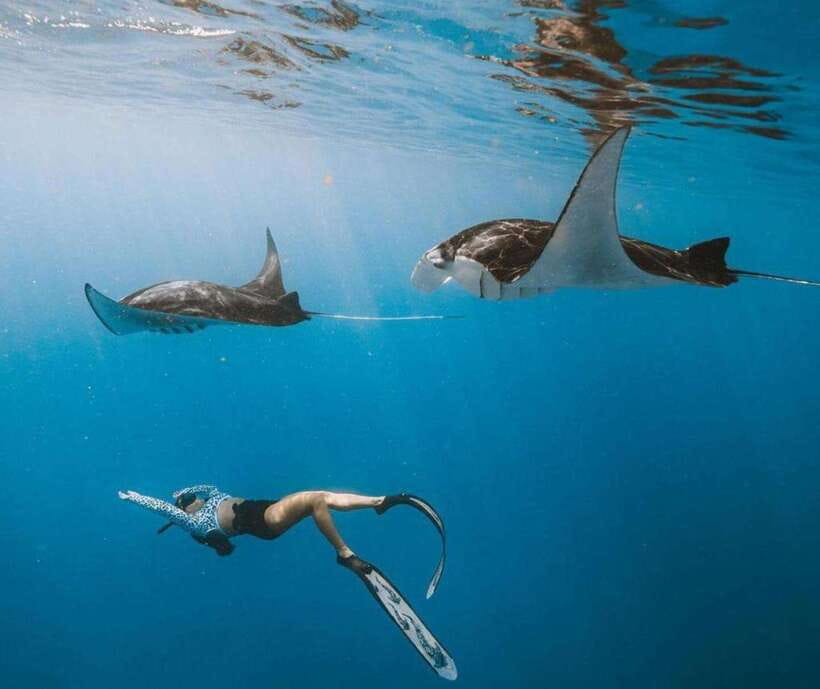 From Bali: Nusa Penida Snorkeling and West Coast Tour - Manta Point and the chance to swim with rays