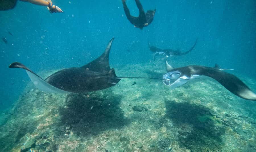 From Bali: Snorkeling at Manta Point Nusa Penida & Land Tour - The boat ride from Bali takes planning