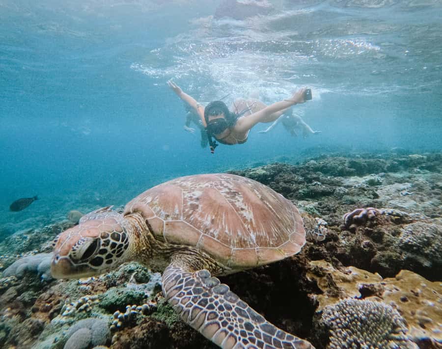 From Bali: Snorkeling at Manta Point Nusa Penida & Land Tour - Gamat Bay and The Wall provide a useful second act