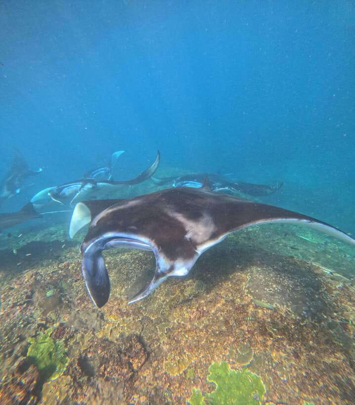 From Bali : Snorkeling & Nusa Penida Island Tour with Lunch - The private car is one of the tour’s best features