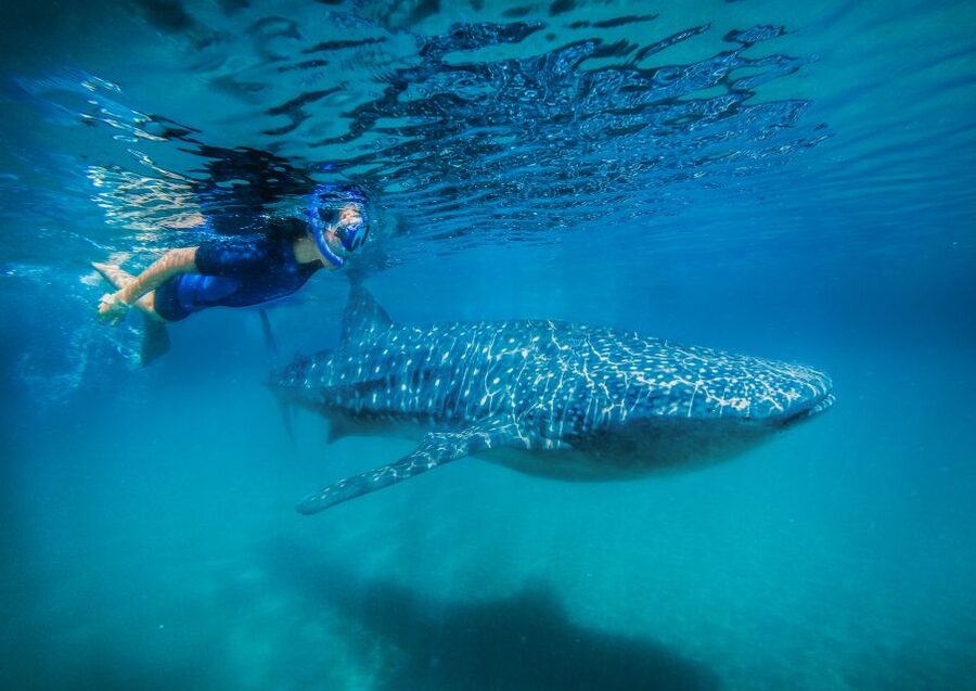 From Cabo: Snorkel with Whale Sharks in La Paz - Key points to know before booking