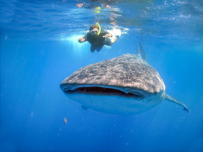 From Cabo: Snorkel with Whale Sharks in La Paz - Preparing for the Sea of Cortés