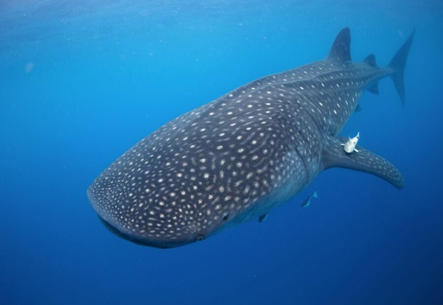 From Cabo: Snorkel with Whale Sharks in La Paz - What the whale shark encounter is really like