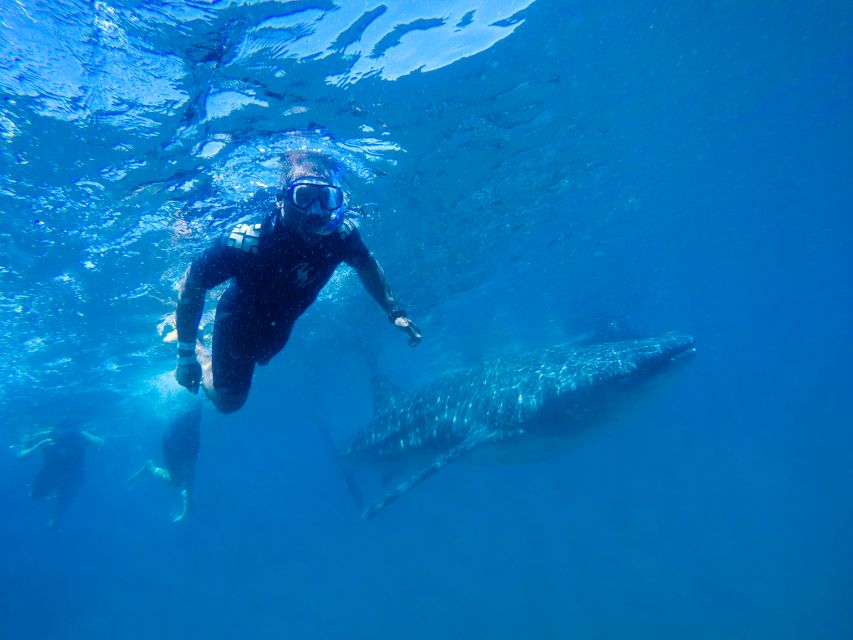 From Cabo: Snorkel with Whale Sharks in La Paz - La Paz, tacos, and the afternoon finish