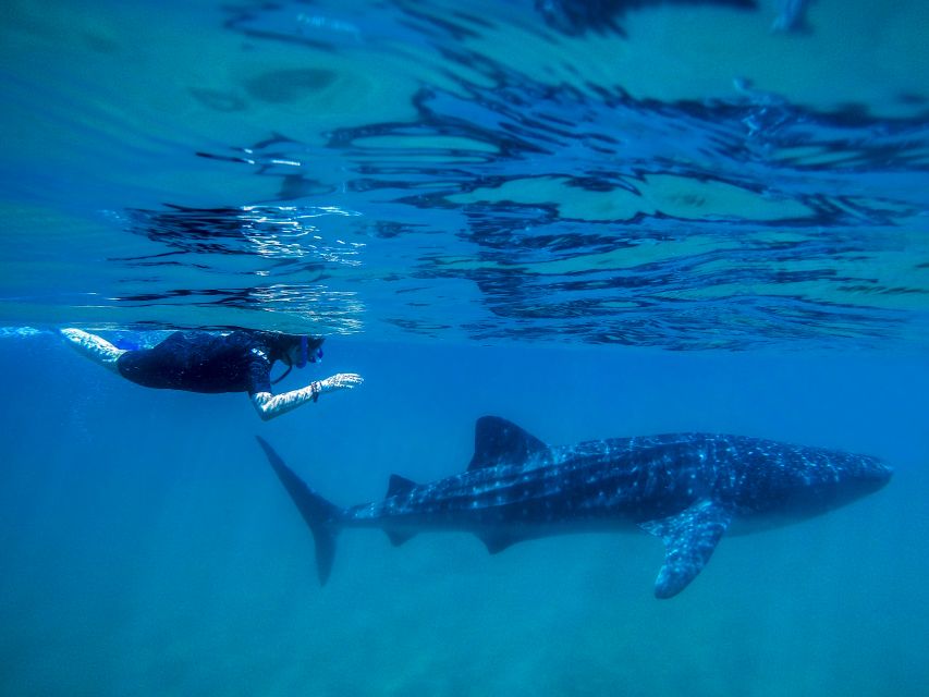 From Cabo: Snorkel with Whale Sharks in La Paz - What the $259 price includes
