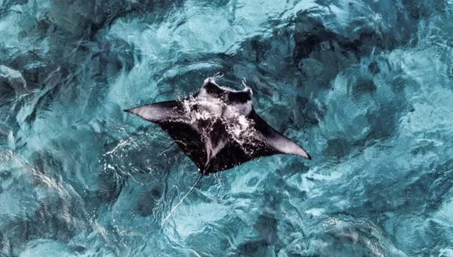 From Ceningan: Snorkeling with Manta Rays & Land Tour - Key points to know before booking