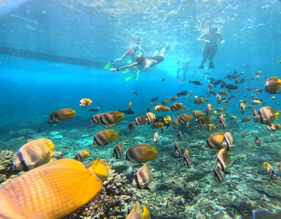 From Ceningan: Snorkeling with Manta Rays & Land Tour - Boat timing and the Nusa Penida transfer