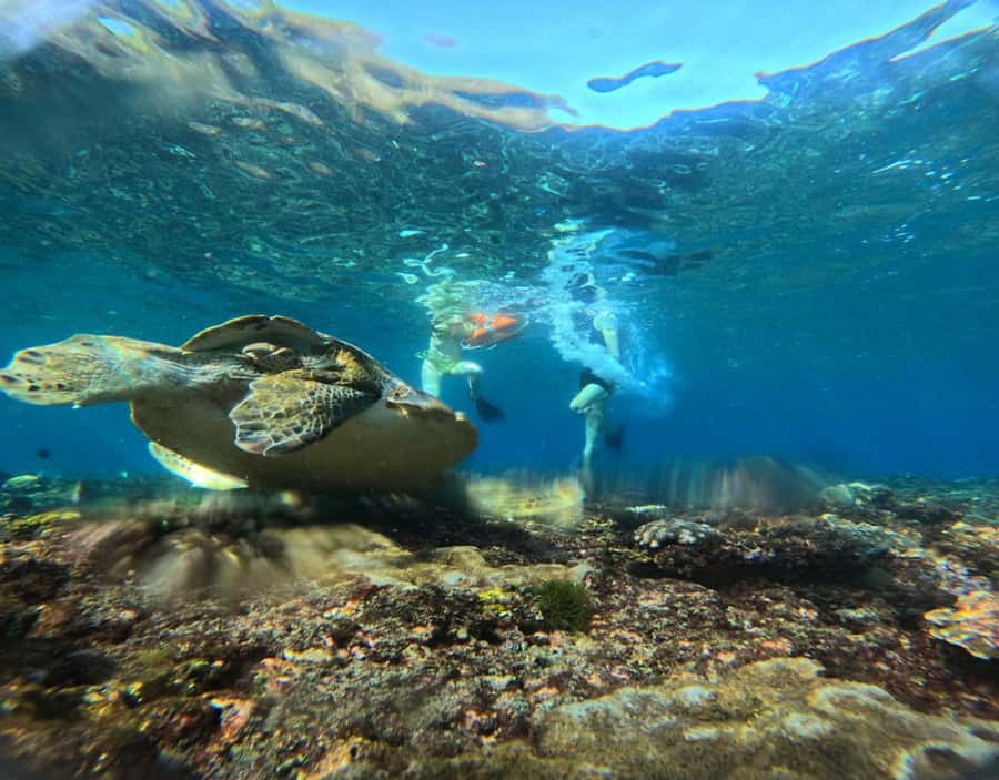 From Ceningan: Snorkeling with Manta Rays & Land Tour - Who should book this Ceningan snorkeling trip
