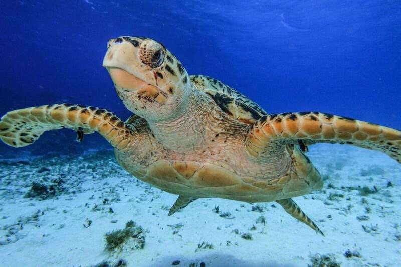 From Cozumel: 3 Reefs Boat Tour with Drinks and Snorkeling - Key points to know before you book