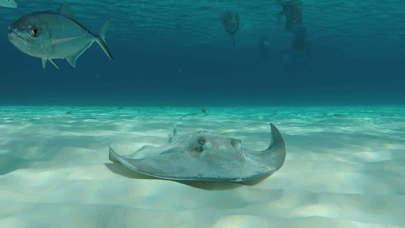 From Cozumel: 3 Reefs Boat Tour with Drinks and Snorkeling - The boat ride and what comes with it