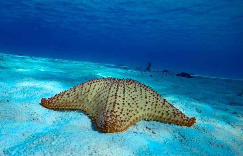 From Cozumel: 3 Reefs Boat Tour with Drinks and Snorkeling - What the four-hour schedule feels like